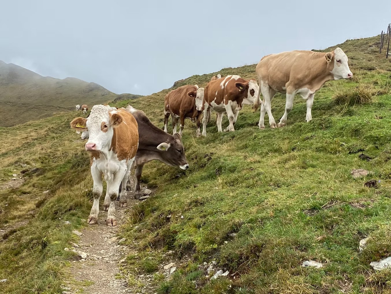 Kühe auf einem Wanderweg über den nebelverhangenen Almwiesen der Nockberge